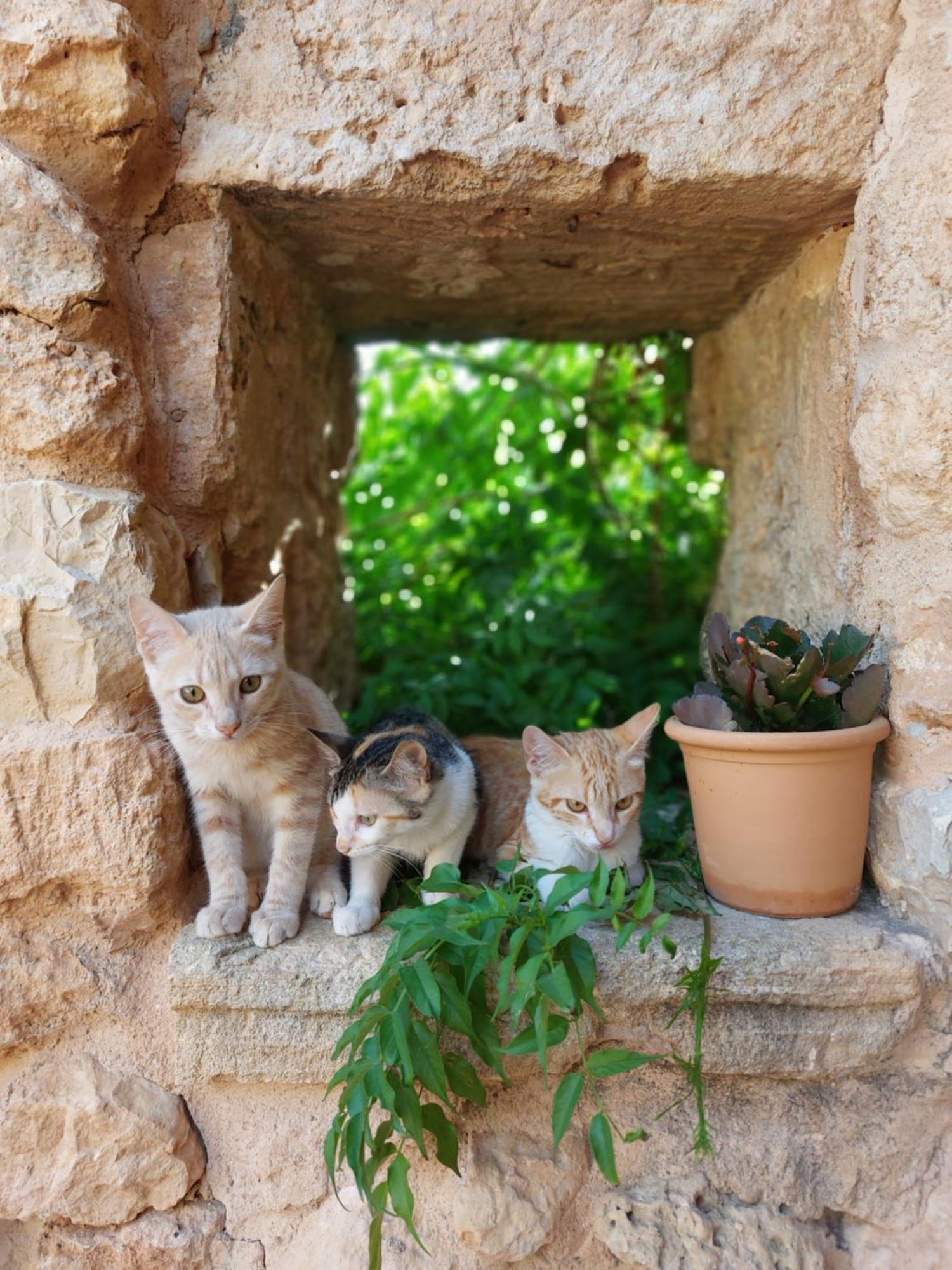 Sa Cova Vella Feriegård Manacor (Mallorca)
