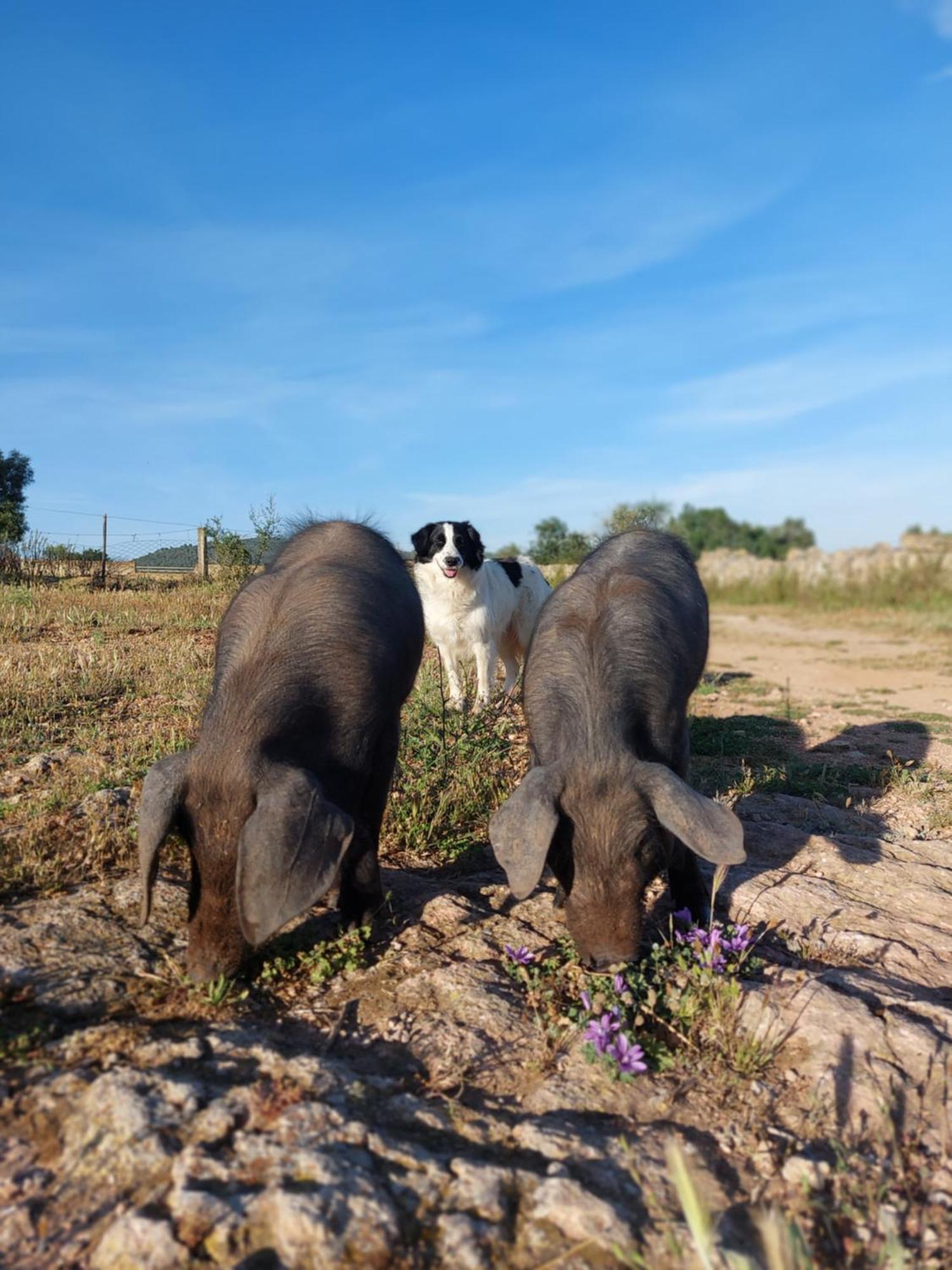 Farm stay Sa Cova Vella
