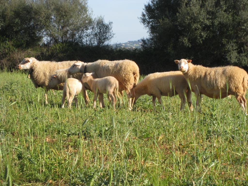 Farm stay Sa Cova Vella Manacor (Mallorca)